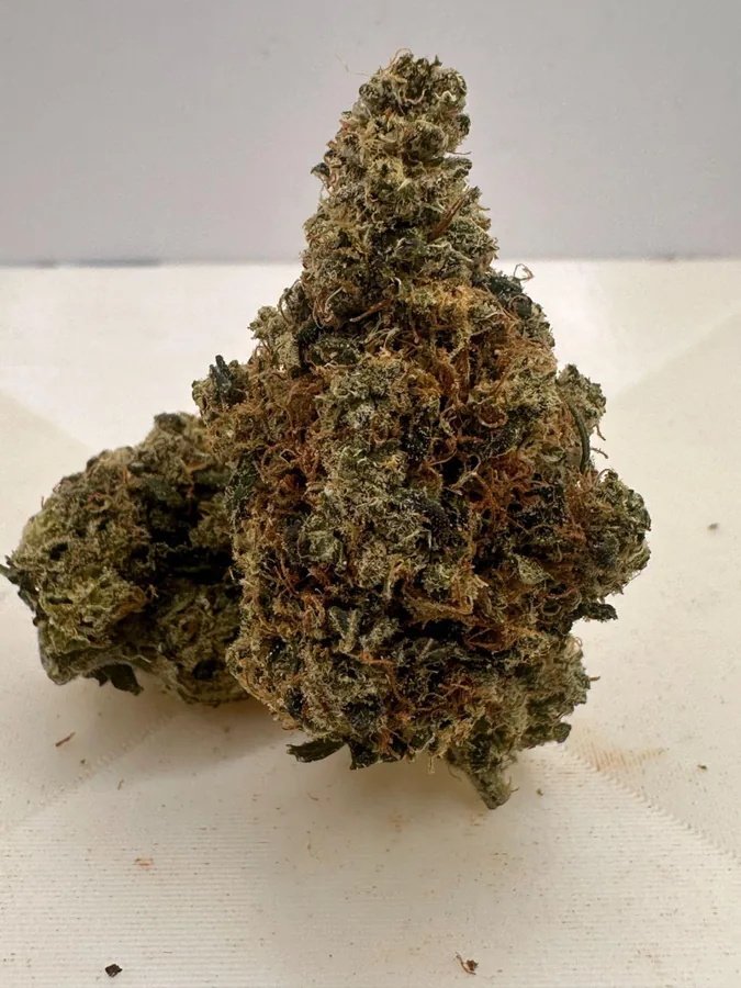 Snow Bud