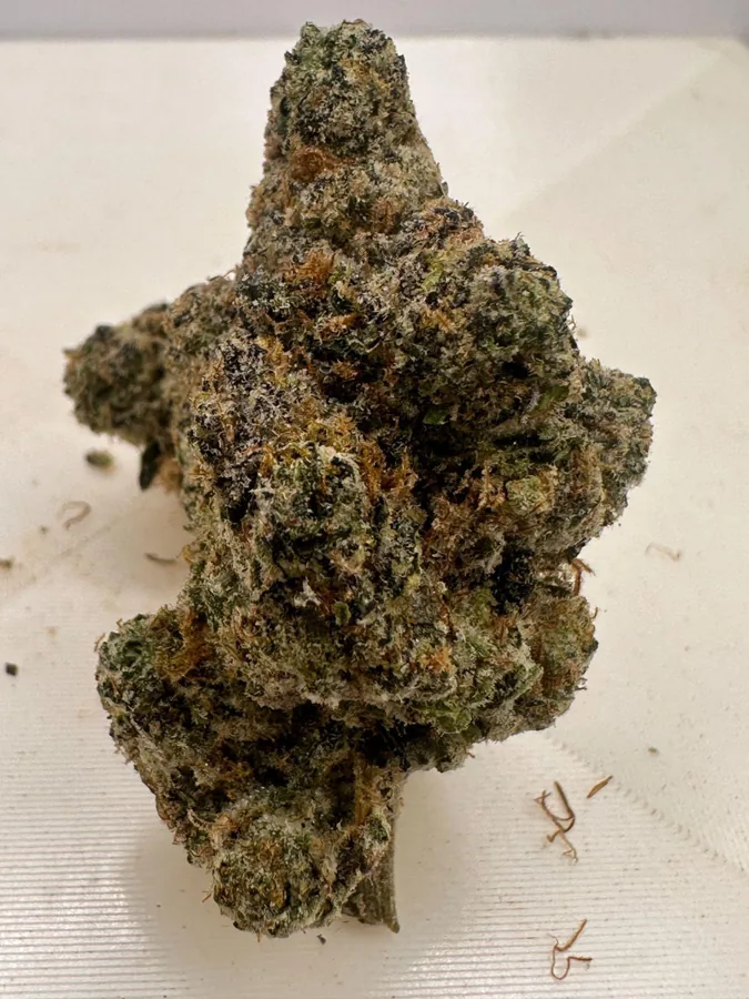 Purple Zoo